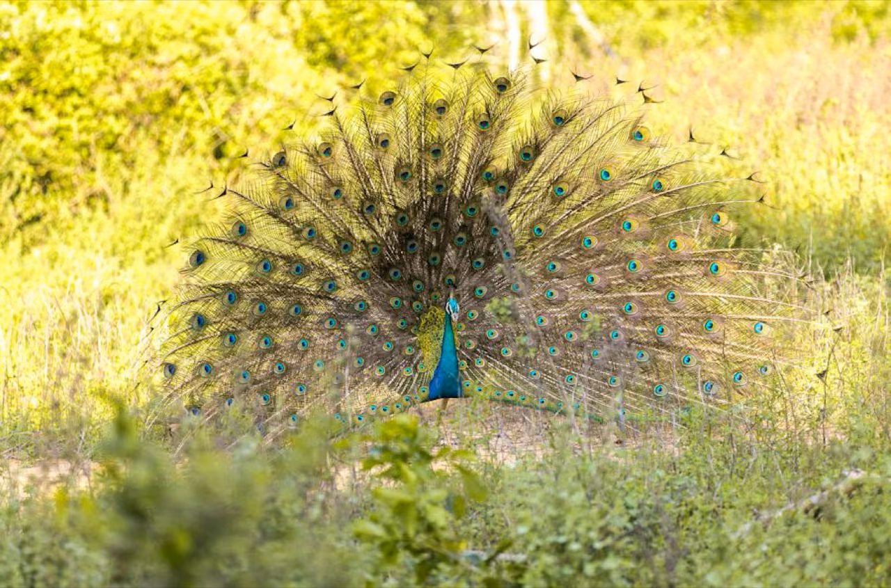 Wildlife, Beach & City Odyssey - Sri Lanka Tour Package